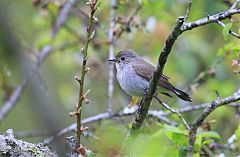 Taiga Flycatcher